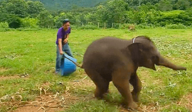 Imagem da notícia Elefante bebê é flagrado dando gargalhadas em reserva na Tailândia